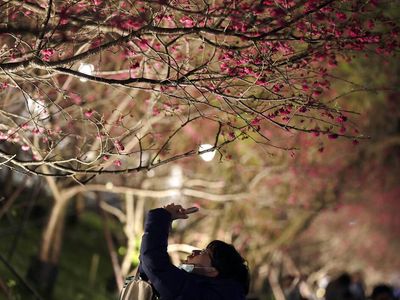 Terpesona Indahnya Bunga Sakura pada Malam Hari di Taiwan