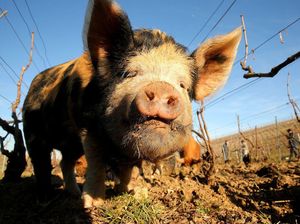 Aksi Babi-babi Pembasmi Hama di Kebun Anggur Prancis