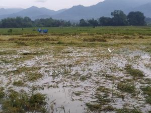 Sawah Terendam Banjir, Petani Jembrana Terancam Gagal Panen Sawah Terendam Banjir, Petani Jembrana Terancam Gagal Panen