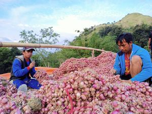 Perputaran Uang di Bisnis Bawang Merah Enrekang Capai Rp 3 Triliun