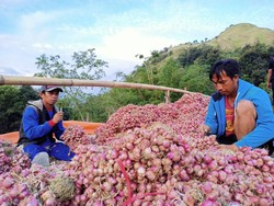 Perputaran Uang di Bisnis Bawang Merah Enrekang Capai Rp 3 Triliun