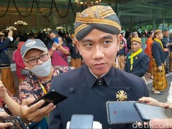 Viral Video Singa Solo Safari Lagi Kawin, Ini Tanggapan Lucu Gibran