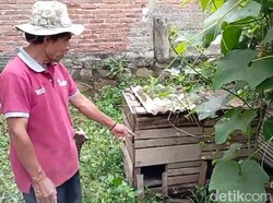 Positif Flu Burung, 49 Unggas di Cimahi Mati Mendadak