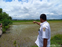 Puluhan Hektare Sawah di Bugel Sukoharjo Tercemar Limbah Ciu dan Tekstil