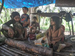 Miris, Orang Rimba di Jambi Kini Numpang Hidup di Perkebunan
