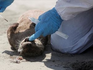 Peru Darurat Flu Burung, Ratusan Singa Laut Jadi Korban