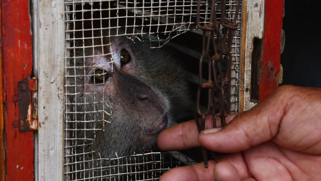 BBKSDA Madiun Terima 23 Kera Ekor Panjang dari Pekerja Topeng Monyet