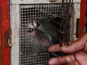 BBKSDA Madiun Terima 23 Kera Ekor Panjang dari Pekerja Topeng Monyet