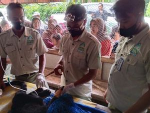 Macan Kumbang Masuk Dapur di Pekalongan Akhirnya Mati Usai 24 Jam Dirawat Macan Kumbang Masuk Dapur di Pekalongan Akhirnya Mati Usai 24 Jam Dirawat