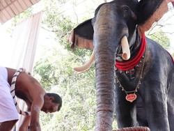Banyak Gajah Disiksa, Kuil India Ganti dengan Robot