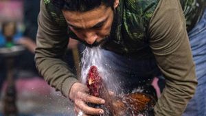 Sabung Ayam Masih Jadi Olahraga Populer di Irak Selatan