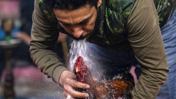 Sabung Ayam Masih Jadi Olahraga Populer di Irak Selatan