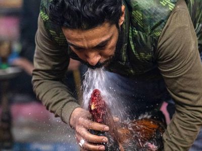 Sabung Ayam Masih Jadi Olahraga Populer di Irak Selatan