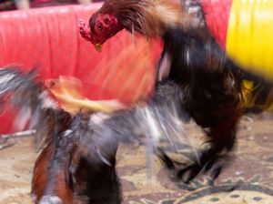 Polisi Gerebek Judi Sabung Ayam di Pandeglang yang Resahkan Warga