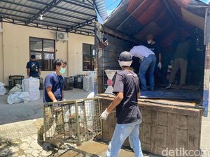 23 Monyet dari Desa Asal Topeng Monyet di Madiun Diserahkan ke BKSDA