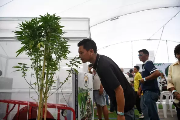 Tom yan mengandung ganja