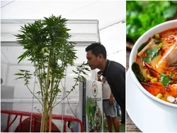 Banyak Makanan Ditambah Ganja di Thailand untuk Bikin Pelanggan Ketagihan