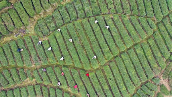 Keseruan Panen Pucuk Teh Pertama Musim Semi di China