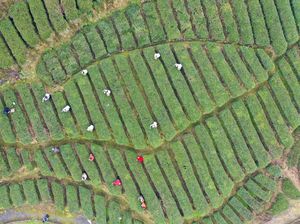 Keseruan Panen Pucuk Teh Pertama Musim Semi di China