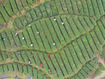 Keseruan Panen Pucuk Teh Pertama Musim Semi di China