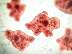 Kematian Pria Terinfeksi Amuba Pemakan Otak Disebut Akibat Kebiasaan Ini