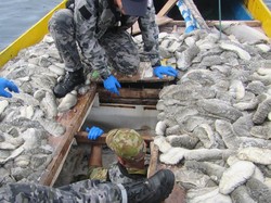 Australia Sita 250 Kilogram Teripang, Diduga dari Kapal Penangkap Ikan Milik Indonesia