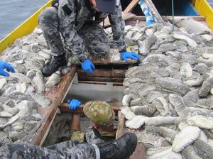 Australia Sita 250 Kilogram Teripang, Diduga dari Kapal Penangkap Ikan Milik Indonesia Australia Sita 250 Kilogram Teripang, Diduga dari Kapal Penangkap Ikan Milik Indonesia
