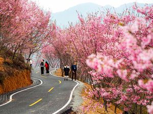 Bunga Sakura Bermekaran di China, Indahnya Kebangetan!