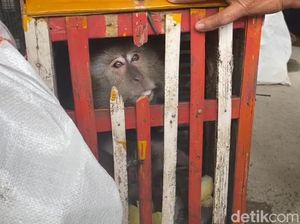 Kisah Rantau Pengamen Topeng Monyet Madiun ke Kota-kota Besar