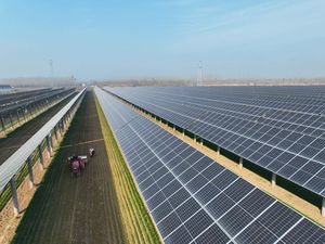 Menanam Gandum di Bawah Panel Surya Menanam Gandum di Bawah Panel Surya