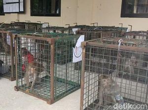 Akhir Kisah Desa Asal Topeng Monyet di Madiun Akhir Kisah Desa Asal Topeng Monyet di Madiun