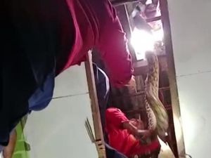Ular Piton 3 Meter di Kendari Bersarang di Rumah Kosong, Damkar Evakuasi Ular Piton 3 Meter di Kendari Bersarang di Rumah Kosong, Damkar Evakuasi