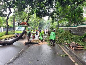 Pohon Tumbang di Jalan Teuku Umar Jakpus, Petugas Evakuasi