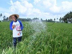 Program Makmur Pupuk Kaltim Dorong Petani Beralih ke Pupuk Nonsubsidi