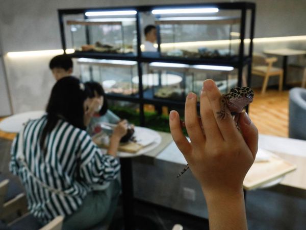 Sensasi Makan Bareng Ular dan Kadal di Kafe Reptil Malaysia