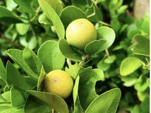 Spesies Jeruk Ini Terancam Punah dari Pulau Jawa