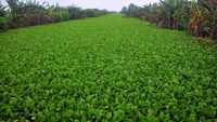 Duh... Sungai di Kudus Dipenuhi Eceng Gondok