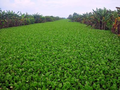 Duh... Sungai di Kudus Dipenuhi Eceng Gondok