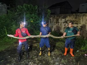 Hiii! Ojol Pergoki Ular Sanca 4 Meter Nyeberang Jalan di Ketandan Bantul Hiii! Ojol Pergoki Ular Sanca 4 Meter Nyeberang Jalan di Ketandan Bantul