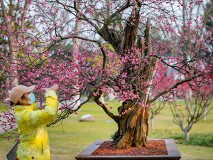 Wow! Pohon Bunga Plum di China Ini Umurnya 600 Tahun Wow! Pohon Bunga Plum di China Ini Umurnya 600 Tahun