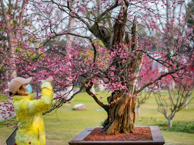 Wow! Pohon Bunga Plum di China Ini Umurnya 600 Tahun