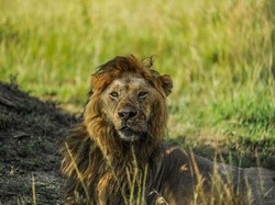 Apakah Singa Benar-benar Raja Hutan? Ini Faktanya