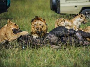 50 Contoh Kalimat Habitat yang Berhubungan dengan Lingkungan Hidup