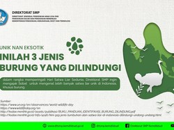 Hari Satwa Liar Sedunia 3 Maret, Yuk Kenali 3 Jenis Burung Eksotis yang Dilindungi!