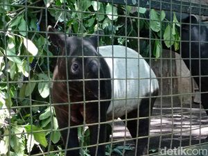 Tingkah Manja Tapir Anak Wili dan Novi di Bandung