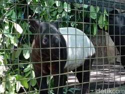 Tingkah Manja Tapir Anak Wili dan Novi di Bandung