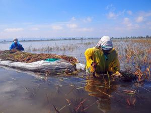 100 Hektare Padi di Sumsel Diprediksi Gagal Panen Akibat Banjir