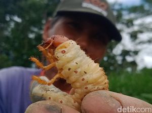 Hama Uret Serang 2 Kecamatan di Klaten Bikin Pusing Petani