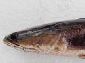 Mengenal Teknologi Pemijahan Ikan Gabus Mengenal Teknologi Pemijahan Ikan Gabus