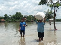 Curhatan Petani Sragen, Padi yang Sudah Dipanen Kini Terendam Banjir